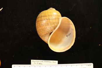 Media type: image; Malacology 91162